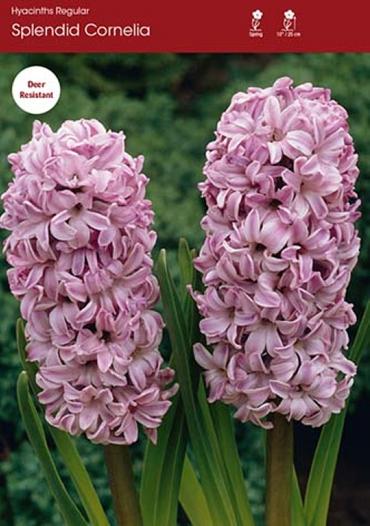 Splendid Cornelia
