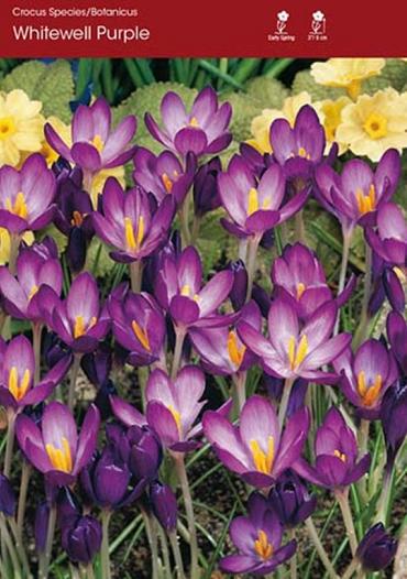 Whitewell Purple