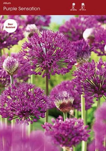 Purple Sensation