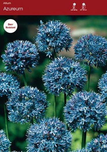 caeruleum (Azureum)