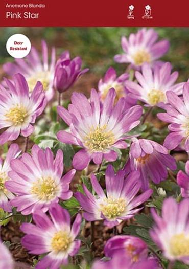 Pink Star