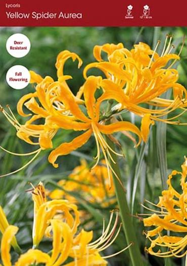 Yellow Spider