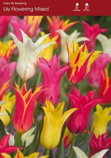 Lily Flower Mixed