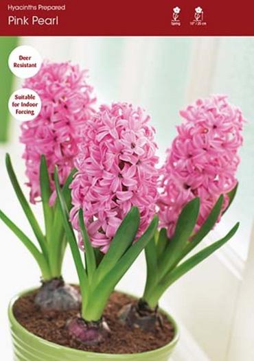 Pink Pearl (p)