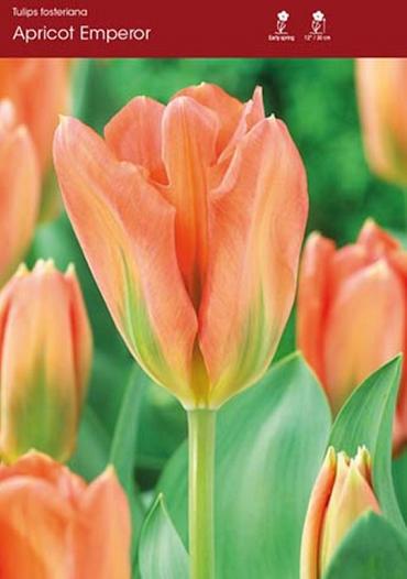 Apricot Emperor