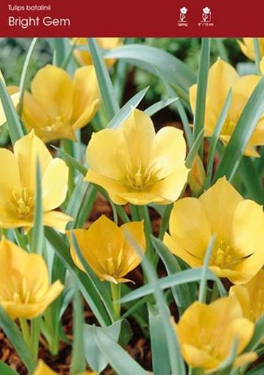 Batalinii Bright Gem