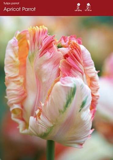 Apricot Parrot