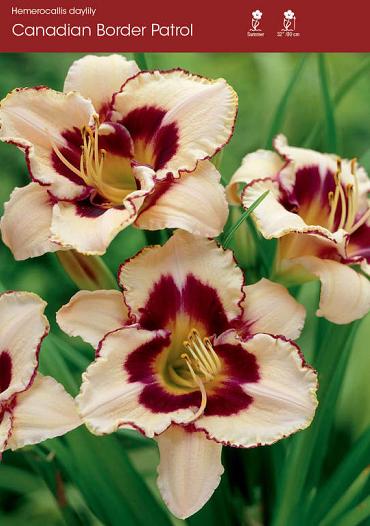 Canadian Border Patrol