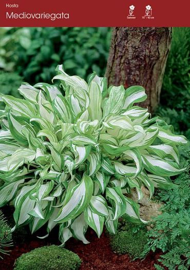 mediovariegata