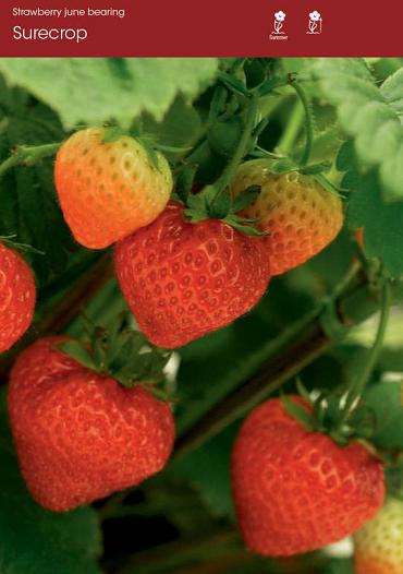 Surecrop
