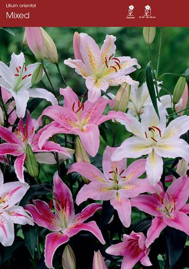 Assortment Oriental Lilies