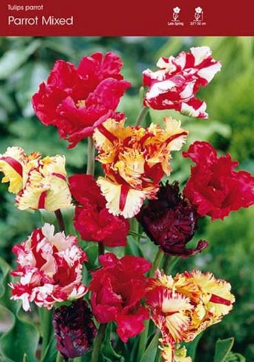Mixed Parrot Tulips