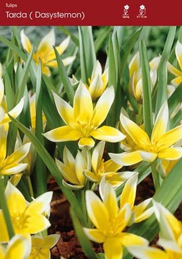 Dasystemon Tarda