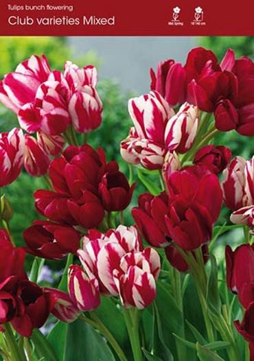 Mixed Club varieties