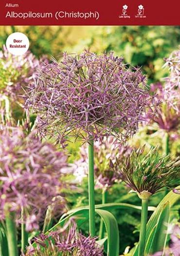 Christophii (albopilosum)