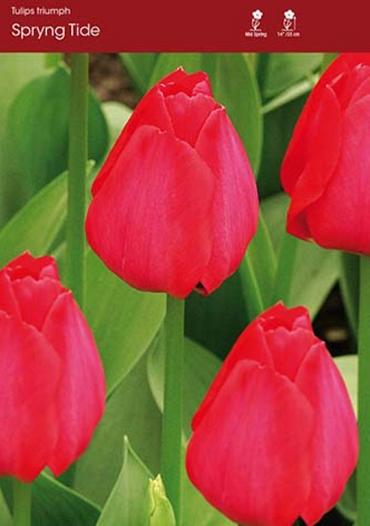 Spryng Tide