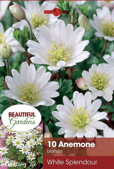 White Splendour