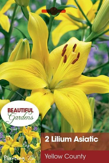 County Yellow