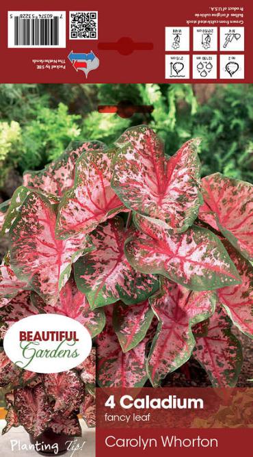 Caladium Carolyn Whorton 4x (x4)