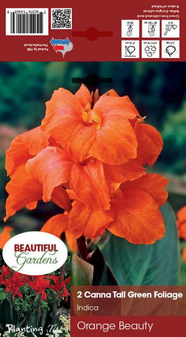 Orange Beauty