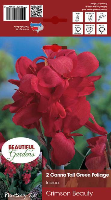 Crimson Beauty