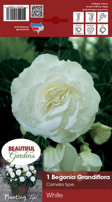 Double Camelia White