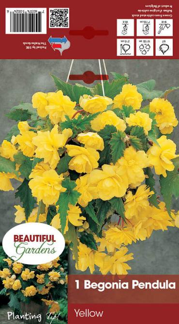 Pendula Yellow