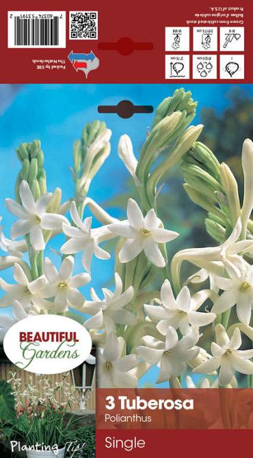 tuberosa