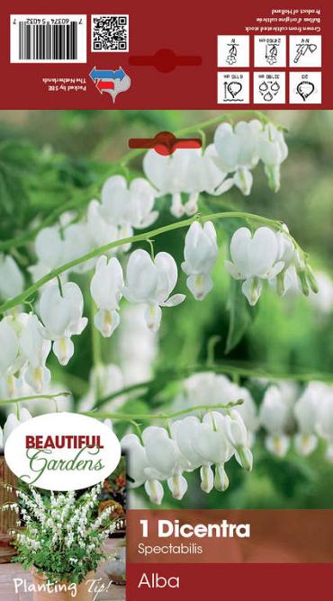 Spectabilis Alba