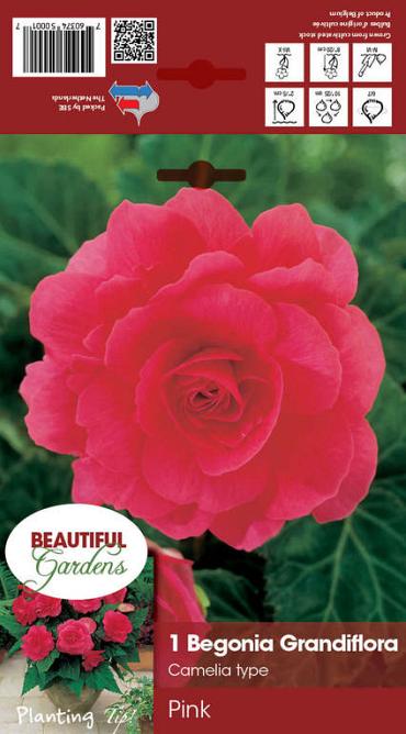 Double Camelia Pink
