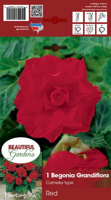 Double Camelia Red
