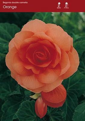 Double Camelia Orange