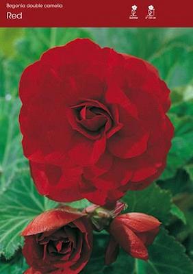 Double Camelia Red