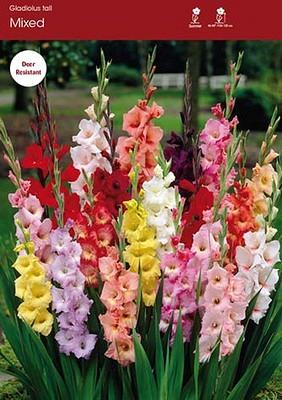 Mixed Gladiolus