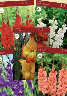 Assortment Gladiolus Tall