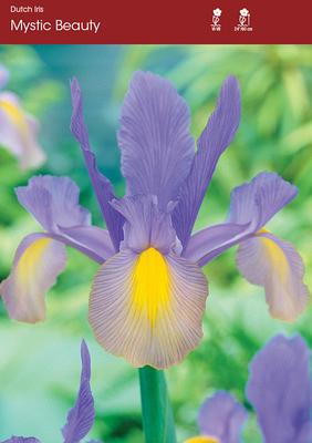 Mystic Beauty