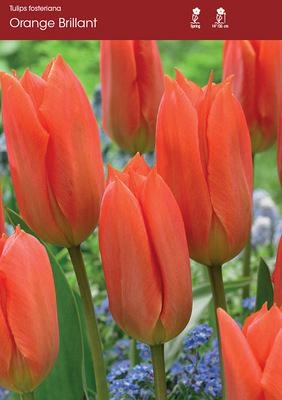 Orange Brilliant