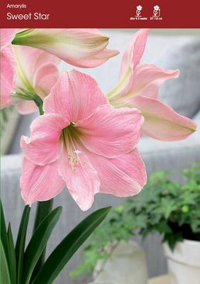 Sweet Star