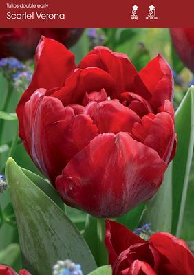 Scarlet Verona