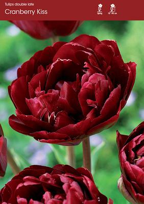 Cranberry Kiss
