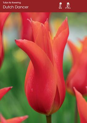 Dutch Dancer