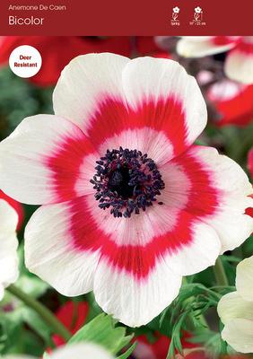 Bicolor