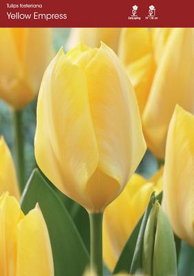 Yellow Empress