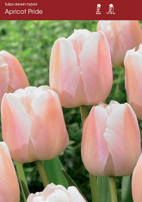 Apricot Pride