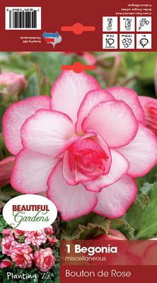 Bouton de Rose