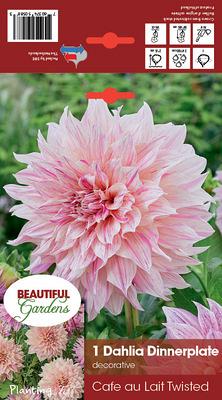 Cafe au Lait Twisted