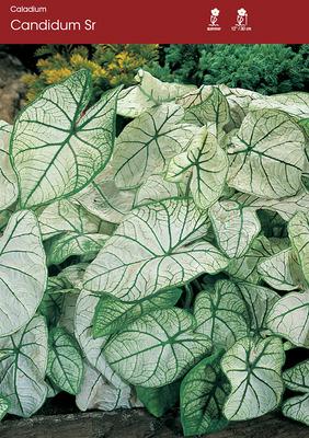 Candidum Sr