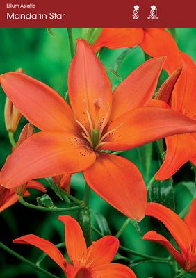Mandarin Star