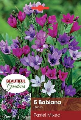 Stricta Mixed
