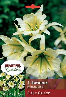 Sulphur Queen